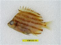 藏品(柴魚)的圖片